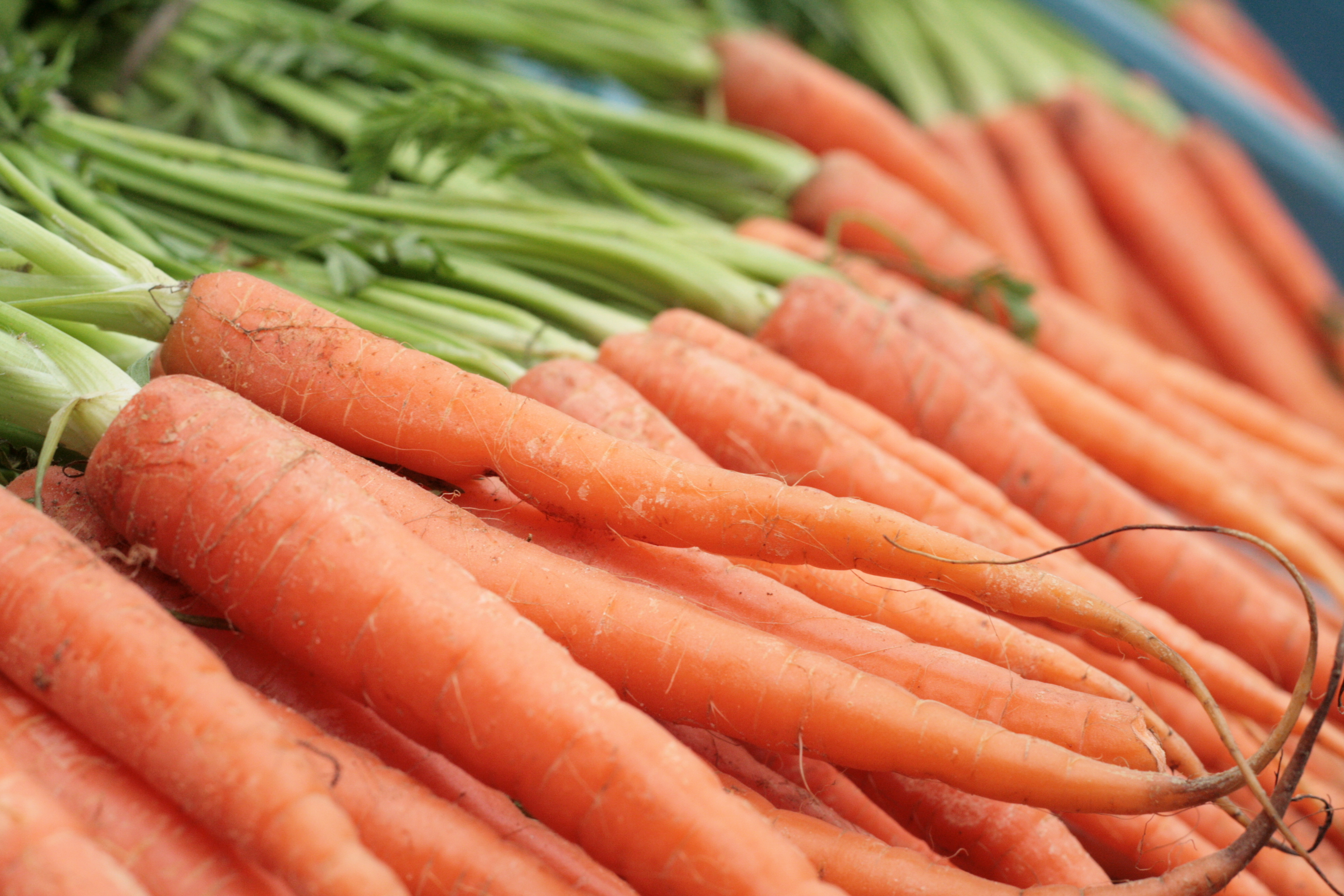 Carrot carrot